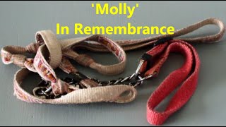 A Tribute to my Border Collie Molly