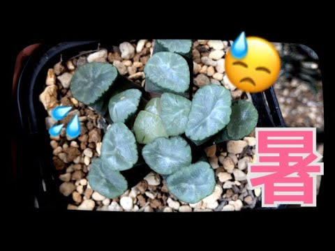 多肉植物 ハオルチアの夏の過ごし方 Youtube