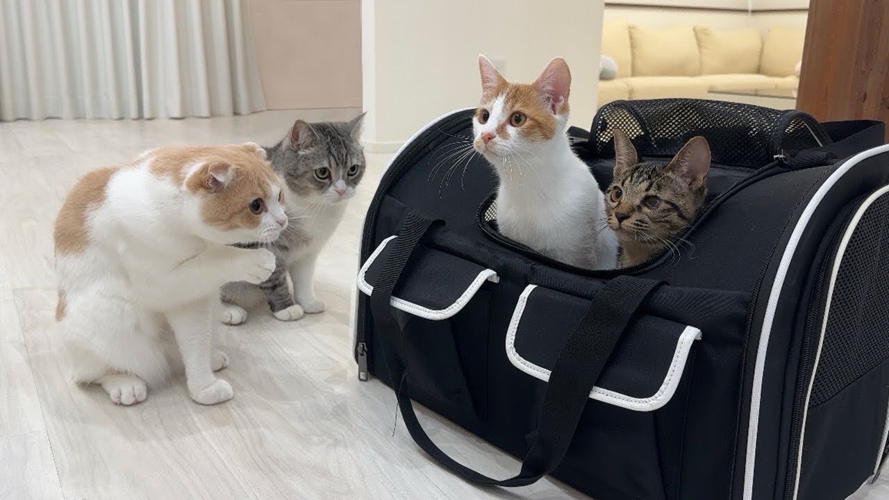 ママネコ様　まとめ4点 マザーガーデン きせかえ ぬいぐるみ Sサイズ ぷるねらちゃん