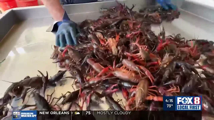 Crawfish season starts stronger this year, impacting prices and lenten diets