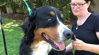 Dog Grooming Video: Trim your Bernese Mountain Dog Ears