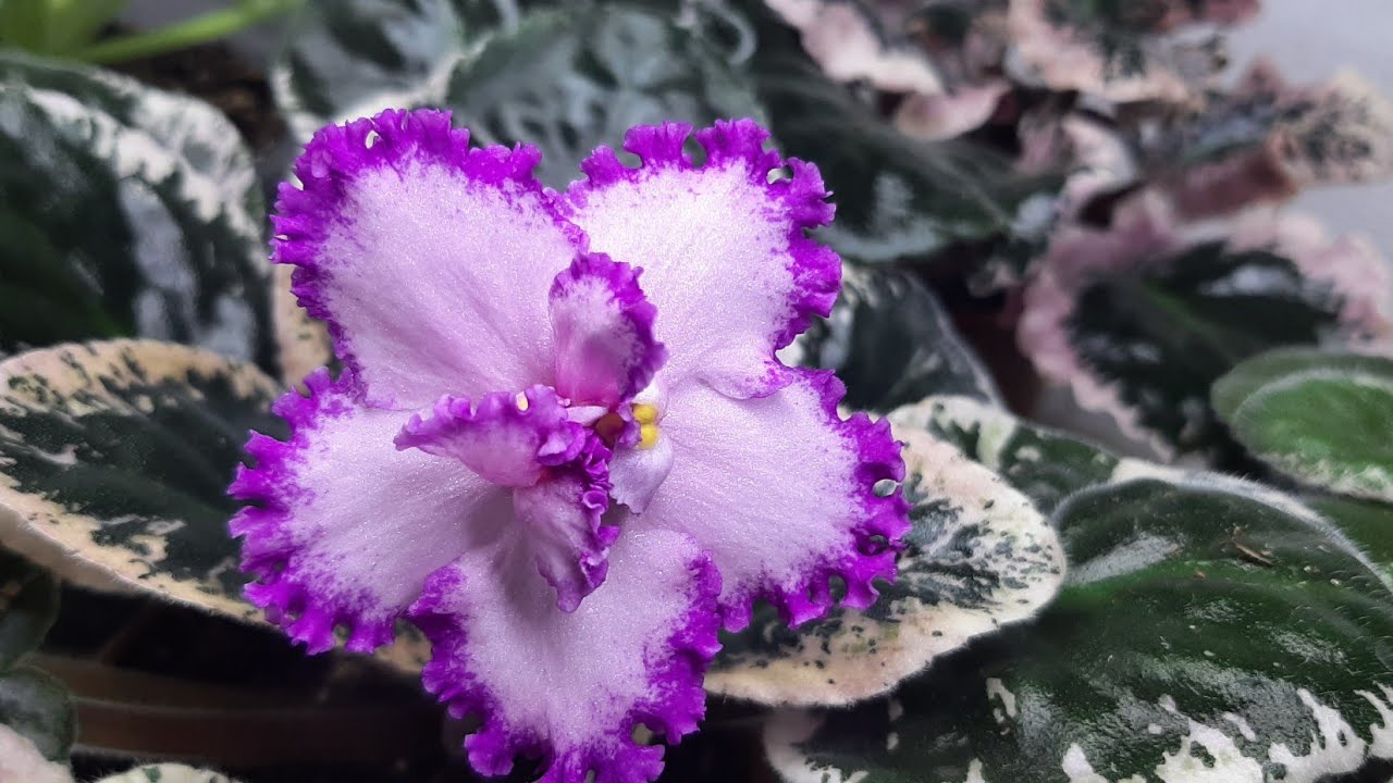 PİCASSO AFRİKA MENEKŞE SERASI🧿HALİL İBRAHİM BEYİN EMEĞİNE SAĞLIK