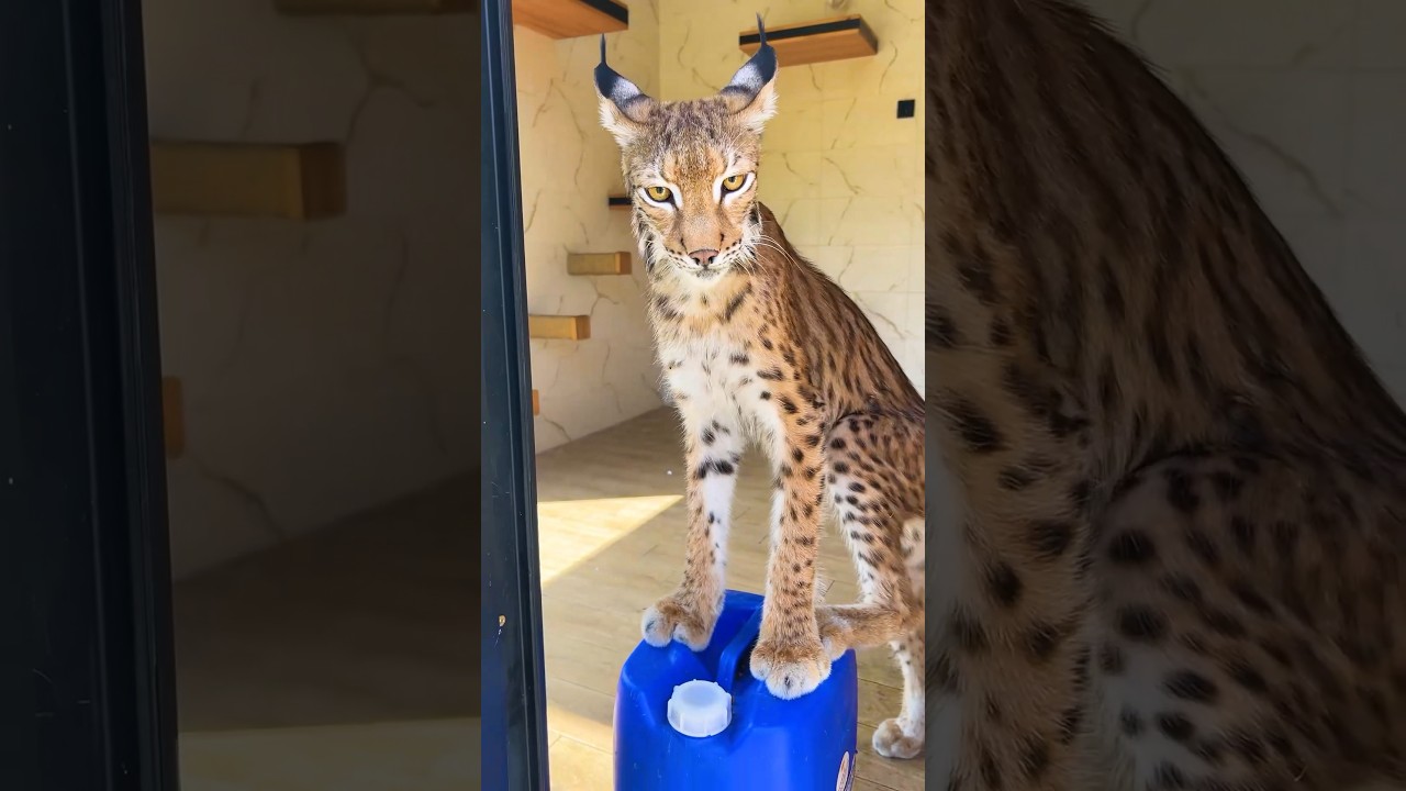 За что рысь Локи нарычал на маму? 🙀