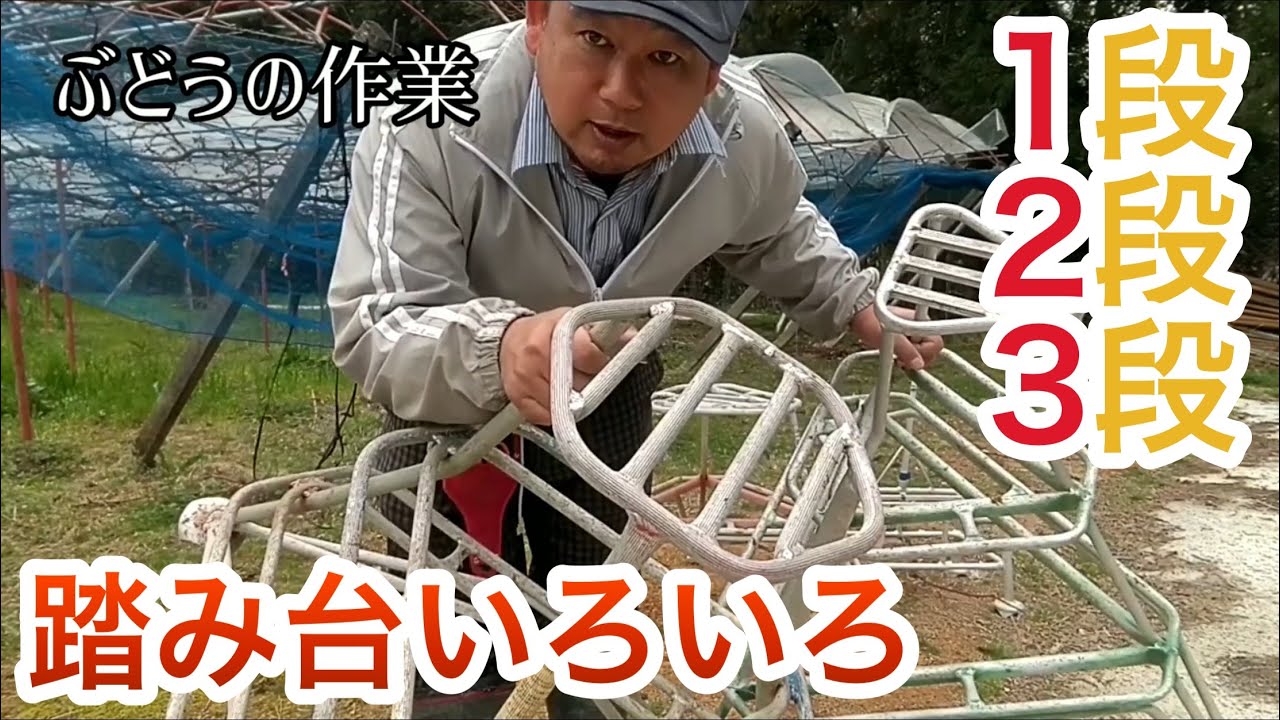 Introducing step stools for working with grapes! There are various 