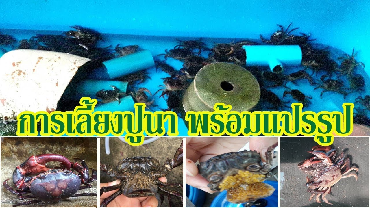 เทคนิคการเลี้ยงปูนาขาย พร้อมแปรรูป แบบครบวงจร