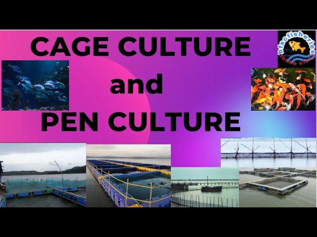 cage culture and pen culture/difference between them/bfsc