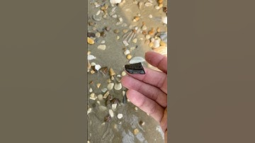 Chunk of stingray tooth found on the beach at Calvert Cliffs.