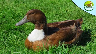 5 ANS DONUTS ! 🥳 5 ANS DU DUCLAIR BRUN A BAVETTE ! 🥳🦆