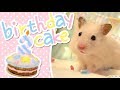 🎂 Birthday Cake | HAMSTER KITCHEN 🎂