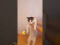 Bəyəndozsə Abunə olun😻❤️👍#cat #catshorts #aztube #babycat #Dorindance #babypet