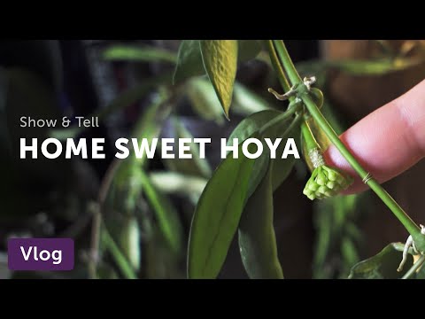 Video: Hoya: Home Care