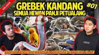 GREBEK SEMUA KOLEKSI HEWAN PANJI PETUALANG TERLENGKAP! BLACK HOUSE SEKEREN INI #GREBEKKANDANG #PART1