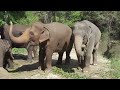 Addo National Park video - (Elephants; Lions; Buffalos; Kudu and many other wildlife)