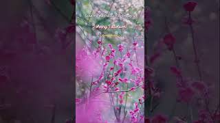 Send Me The Pillow You Dream On  Johnny Tillotson english song shorts trending  oldsong