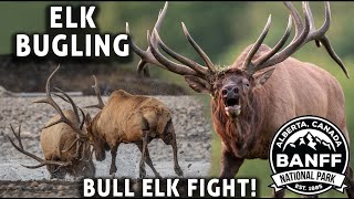 Epic Bull Elk Fight and Bugling Calls During the Rut in Banff National Park  Candian Rockies in 4K