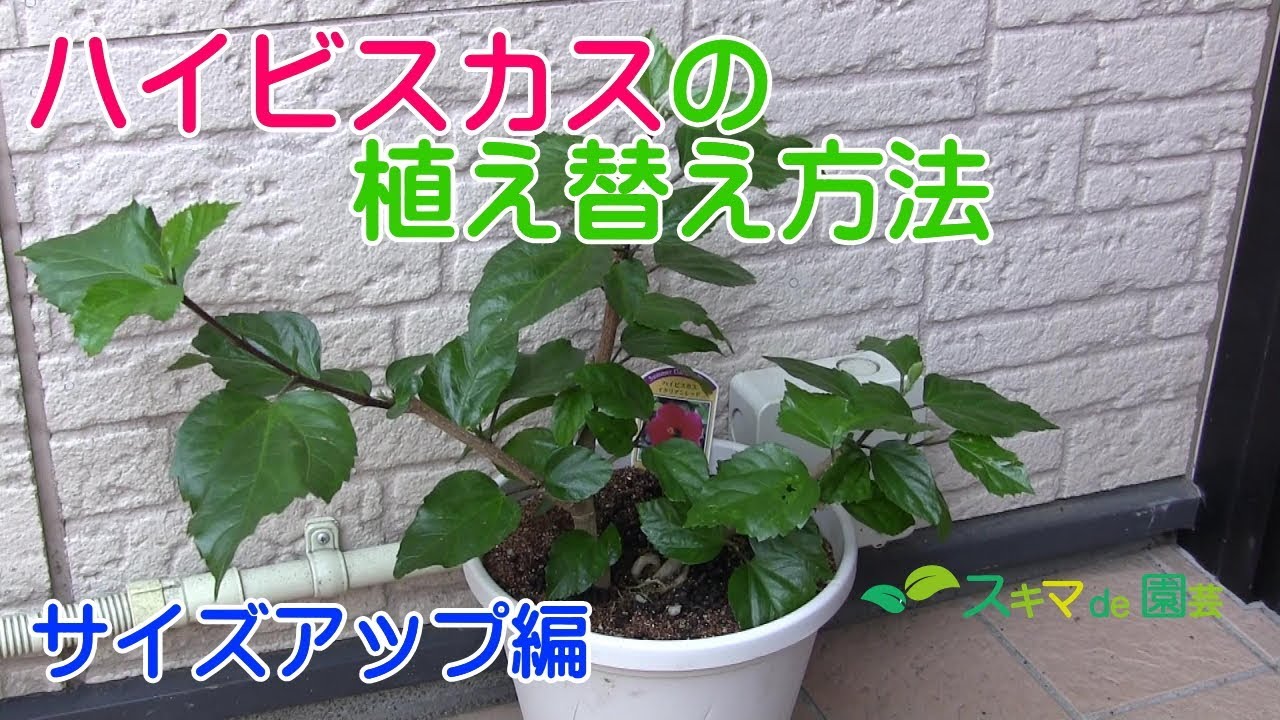 花木 ハイビスカスの植え替え方法 サイズアップ編 スキマde園芸 Youtube