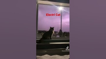 💥Best TikTok Videos | Lightning Strike Near Cat🙀 | Cat Videos