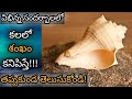 If You See A Conch Shell In A Dream Kalalo Shankam Kanipisthe Seashell In Dream Meaning Analysis 