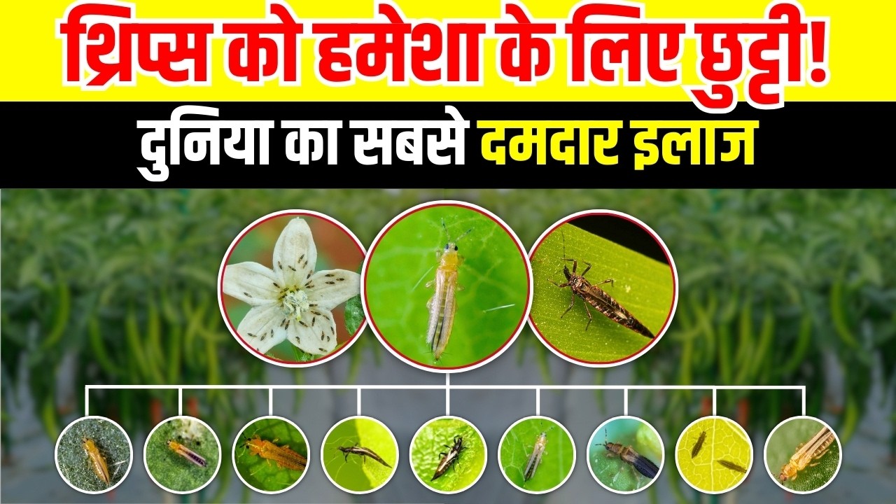 थ्रिप्स की हमेशा के लिए छुट्टी! 2 घंटे में जड़ से खत्म – सबसे तेज़ इलाज! | Thrips control