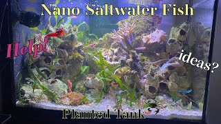 Need Nano fish ideas! by Aquarium Service Tech 864 views 1 month ago 13 minutes, 12 seconds