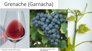 G Variety Grenache