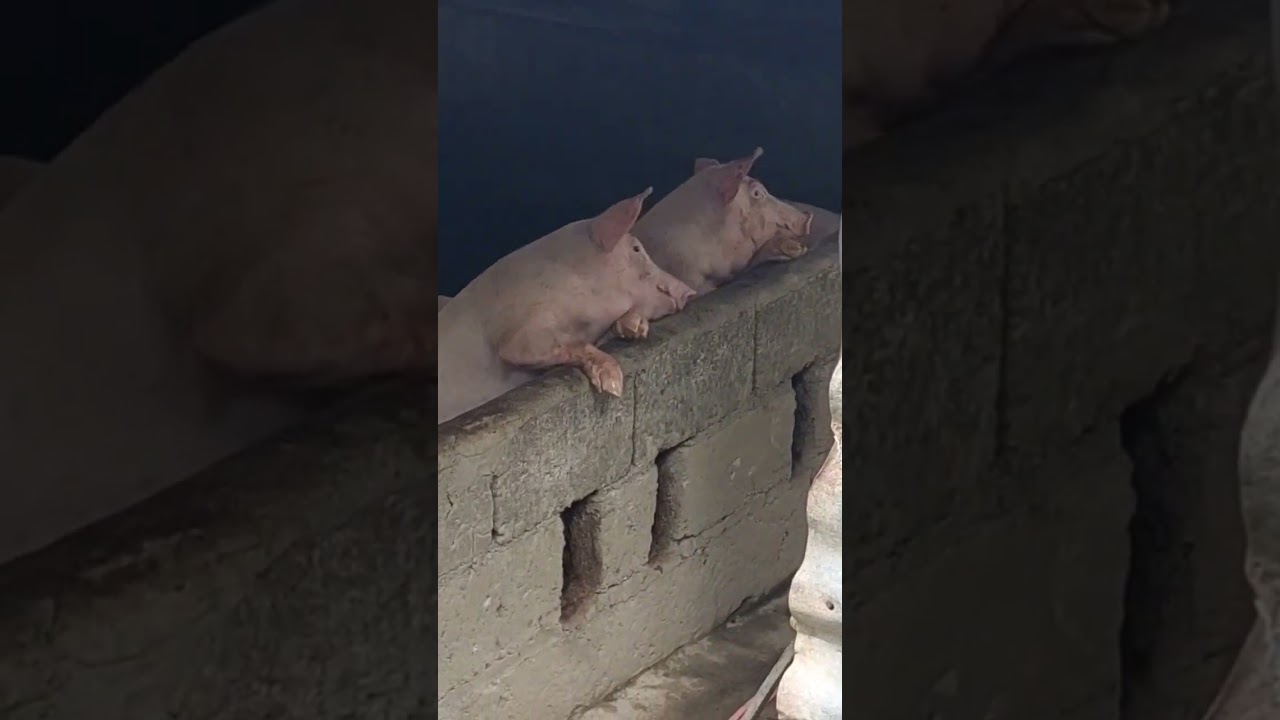 Happy pigs. 