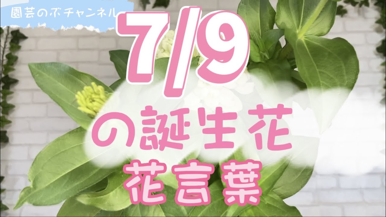 7/9の誕生花と花言葉【園芸のぶチャンネル】【7月】【9日