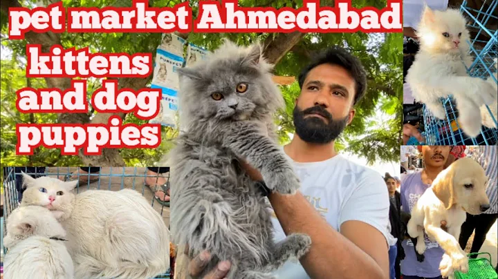 Watch the video about Pet market Ahmedabad India | kittens,dog puppies,persiancats in Sunday pet market Ahmedabad#ravivari