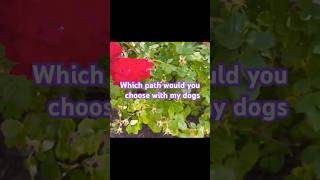 Which path would you choose #trend #letgo #sound #nature #tag  #new #relax #dog #chillout #calming