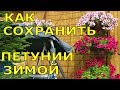 САМЫЕ КРАСИВЫЕ ПЕТУНИИ, КАК СОХРАНИТЬ ЗИМОЙ?