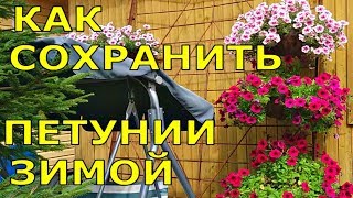 САМЫЕ КРАСИВЫЕ ПЕТУНИИ, КАК СОХРАНИТЬ ЗИМОЙ?