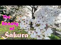 SAKURA - Cherry blossoms JP