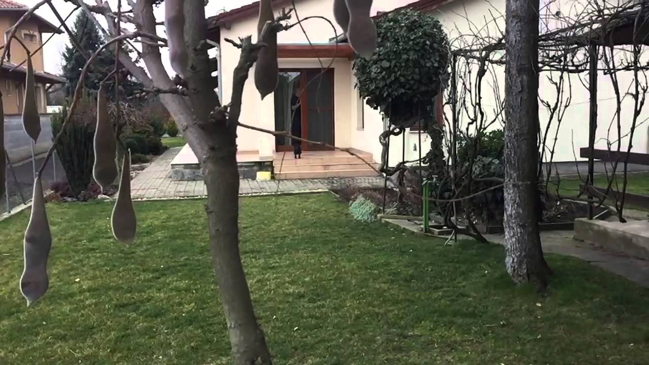 Flying Fox Slowmotion Youtube