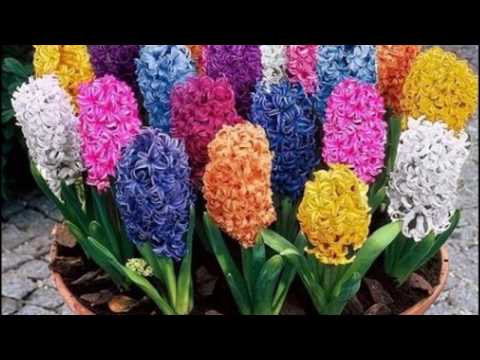 Video: Çiçek Açan Kış Veya Açelyalar Hakkında Birkaç Kelime