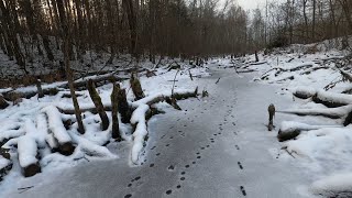 Winter! Checking beaver dams. Beavers walk on ice.