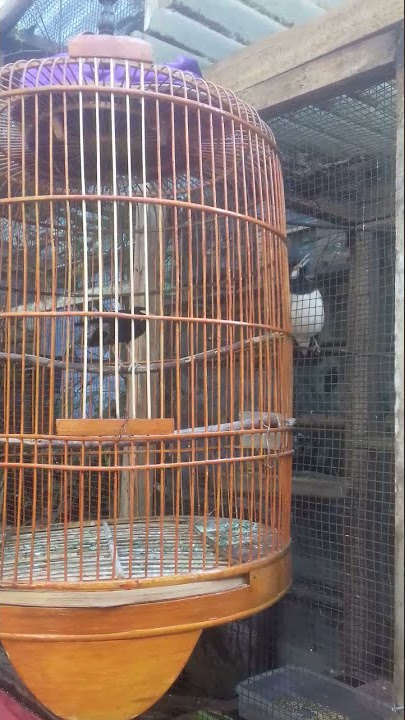 EKSPRESI JALAK SUREN JANTAN DAN BETINA SAAT BERTEMU