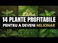 14 Plante Profitabile Care Te Vor Face Milionar (Pe Care Nimeni Nu Le Cultivă)