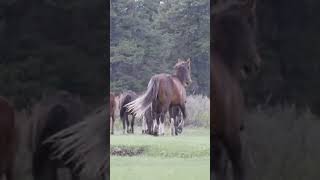 Dark horse#youtubeshorts#animal 's life#subscribe 👍