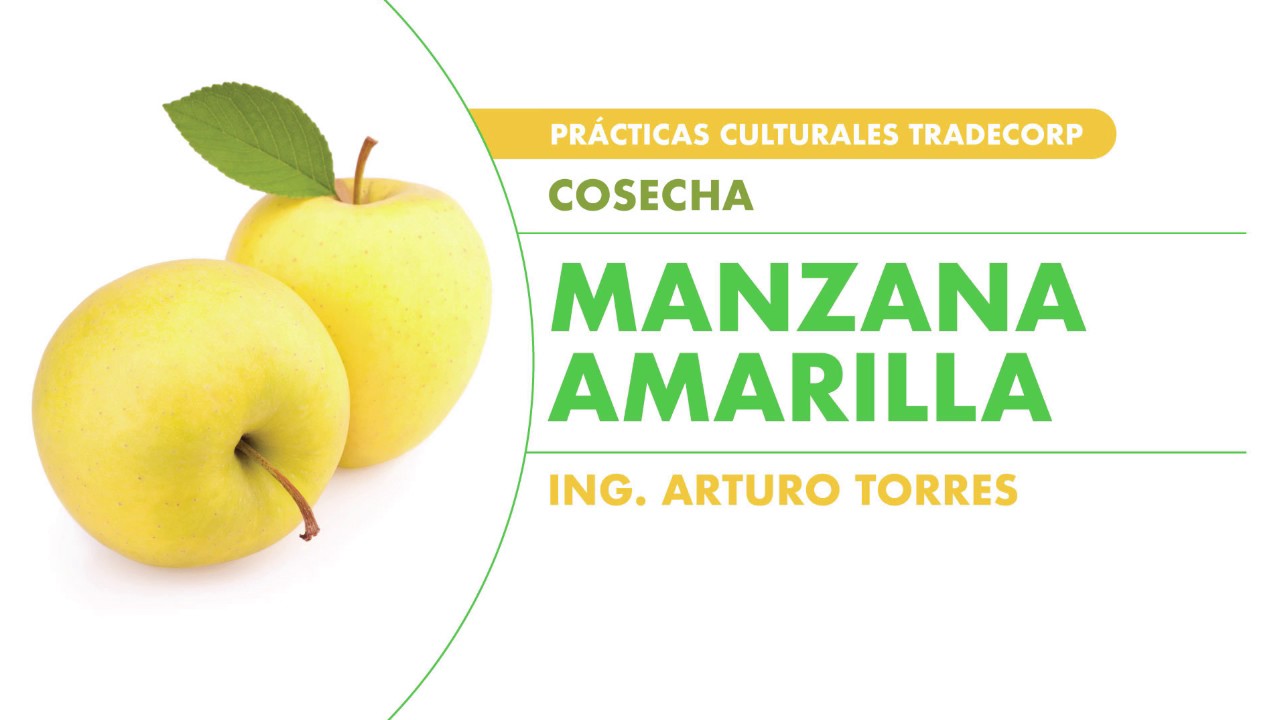 nombre cientifico de la manzana amarilla nombre cientifico de la manzana amarilla