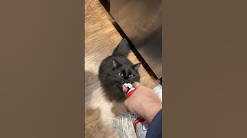 Everyone Gets a Whipped Cream Treat || ViralHog