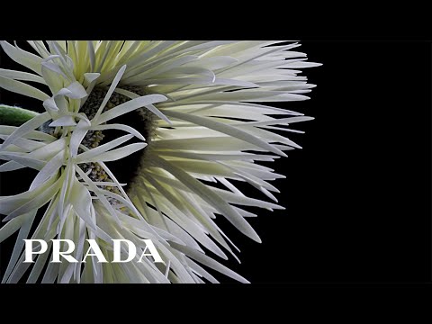 Prada presents Prada FW23 Collection