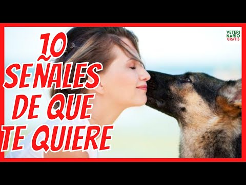 Video: 10 señales de que tu perro es realmente feliz