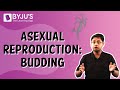 Asexual reproduction budding  class 8  learn with byjus