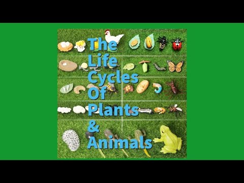 पौधों और जानवरों का जीवन चक्र