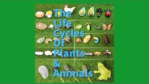The Life Cycles of Plants and Animals