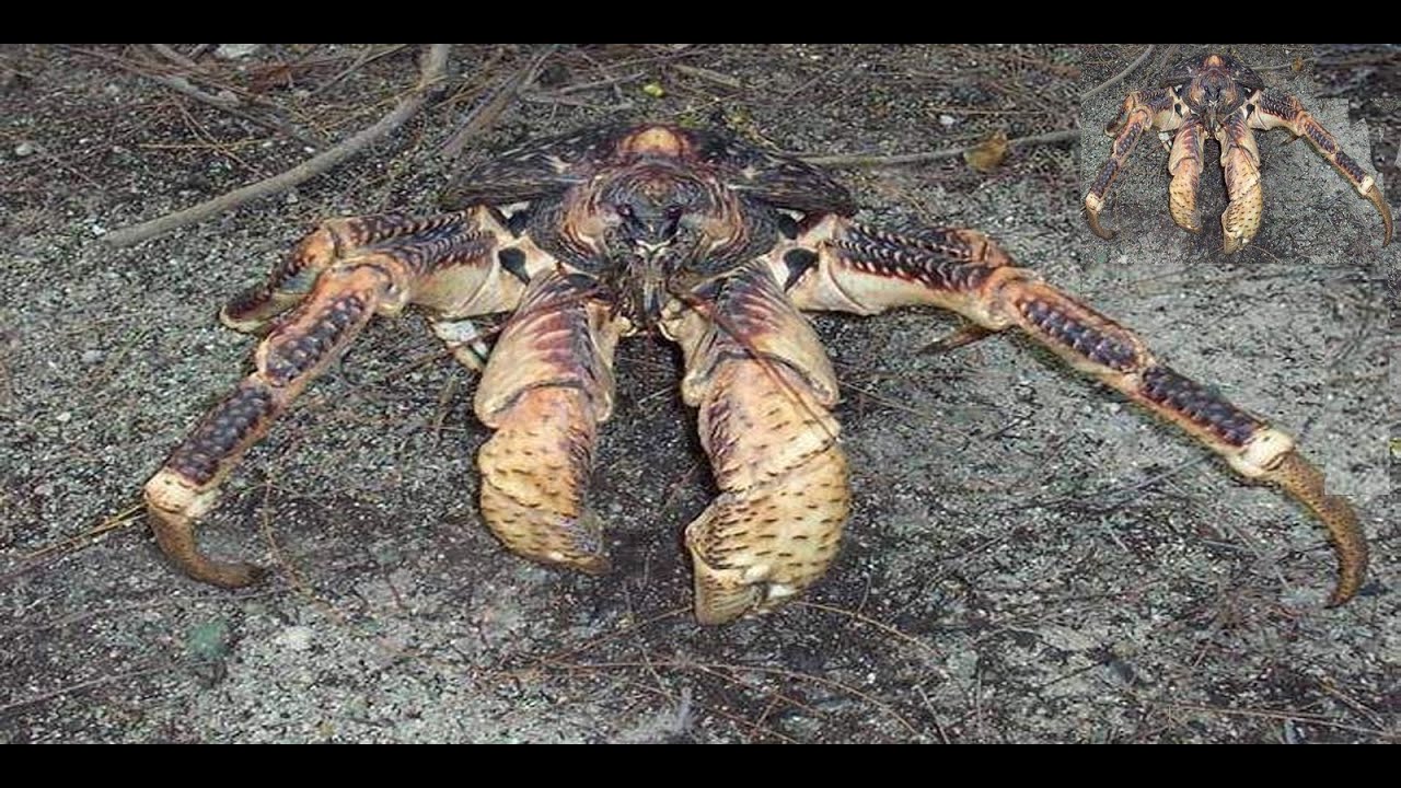 COCONUT CRABS BIGGEST ARTHROPODS ON LAND l GIANT CRABS MONSTROUS - YouTube