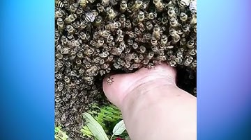 MOST AMAZING HONEYCOMB UNCAPPING/Oddly Satisfying #3