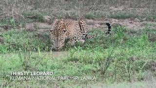 Thirsty leopard at Kumana, Sri Lanka