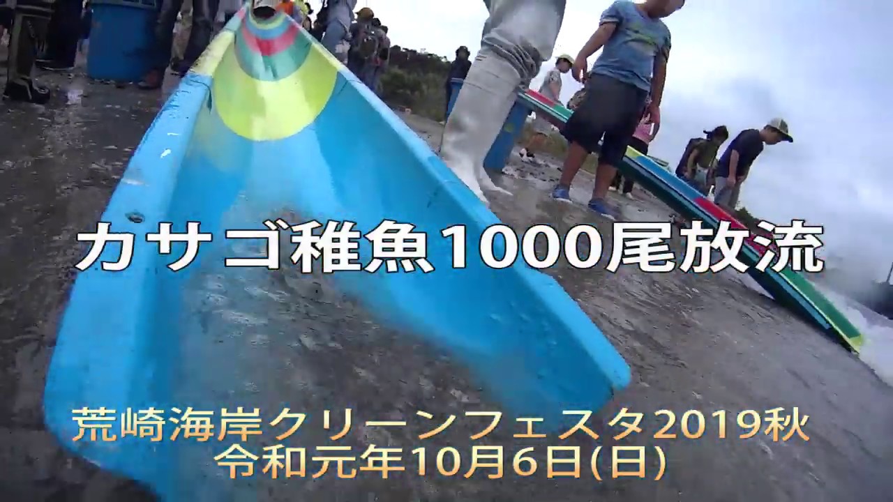 カサゴ稚魚1000尾放流 水中動画 Youtube カサゴ稚魚1000尾放流 水中動画 Youtube