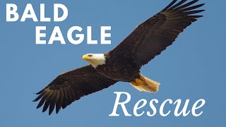 Bald Eagle Rescue